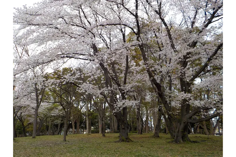 行田公園の桜・花見情報_9