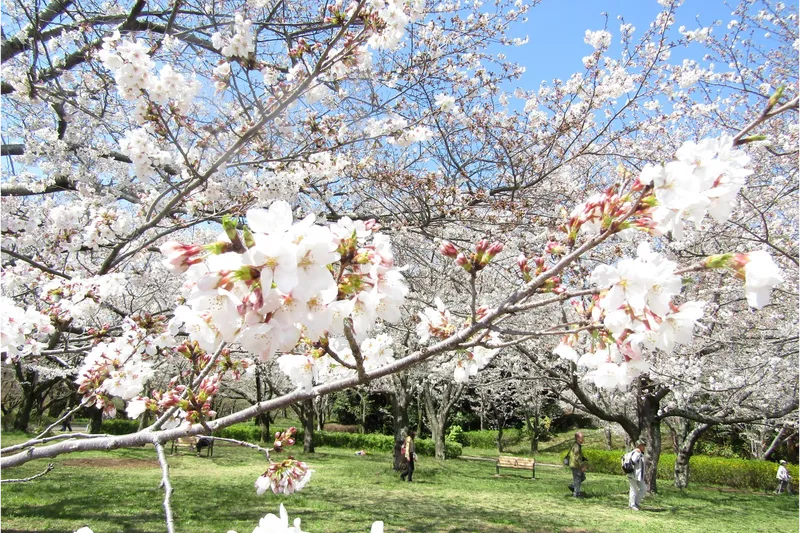 青葉の森公園の桜・花見情報_1