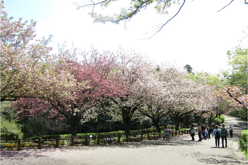 青葉の森公園の桜・花見情報_2