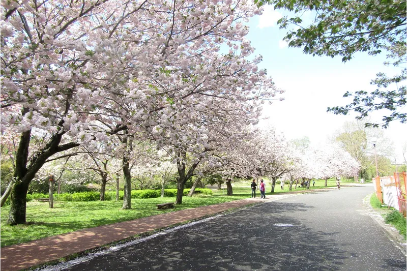 青葉の森公園の桜・花見情報_3