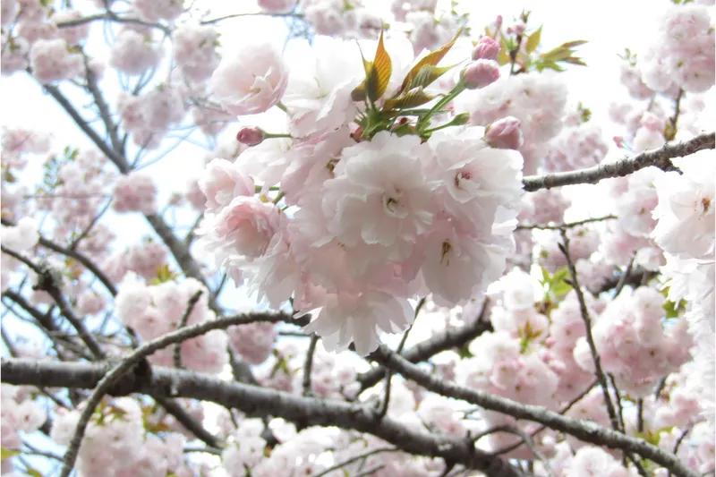 青葉の森公園の桜・花見情報_4