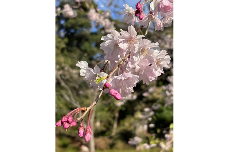 肥後細川庭園の桜・花見情報_1