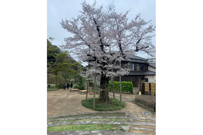 肥後細川庭園の桜・花見情報_2