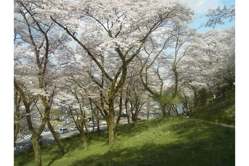 花の苑地「桜の小道」