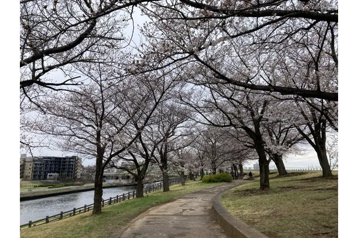 荒川赤羽桜堤緑地