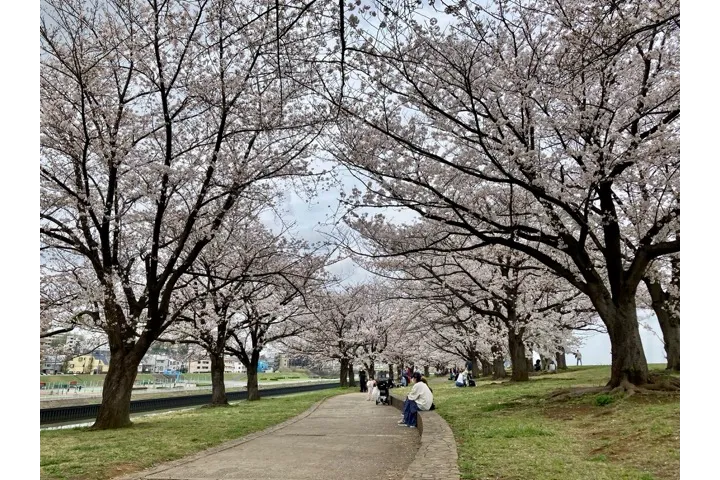 荒川赤羽桜堤緑地_2