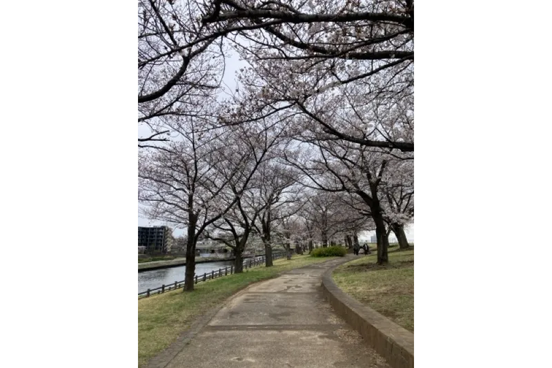 荒川赤羽桜堤緑地_3