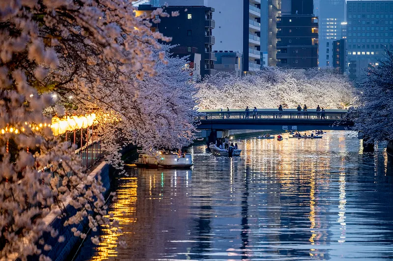 夜桜ライトアップ_東富橋