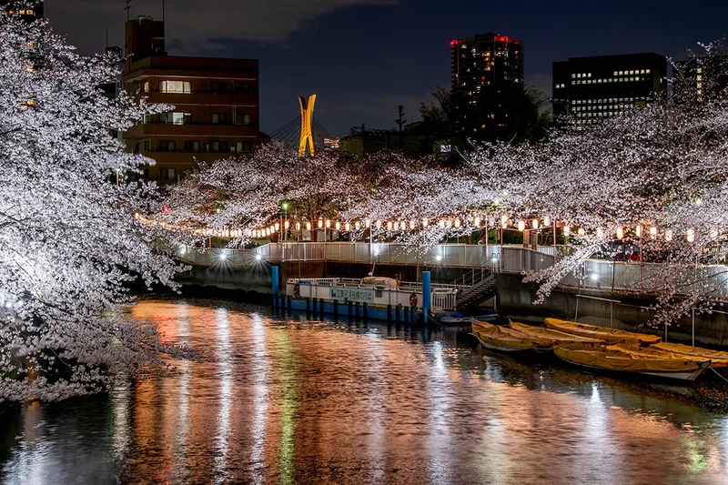 夜桜ライトアップ_黒船橋