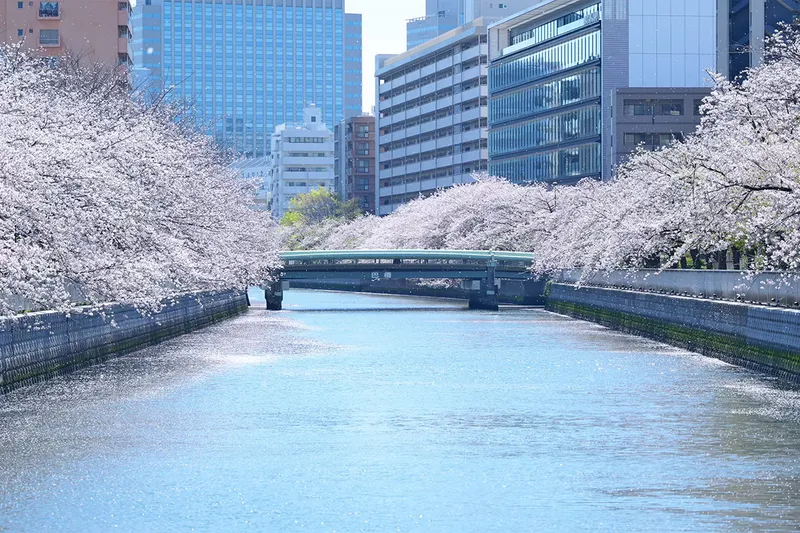桜吹雪