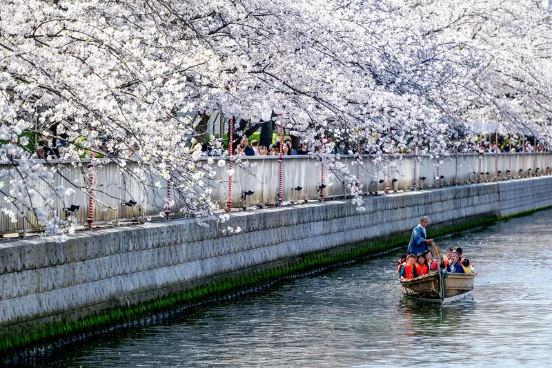 軽石　桜島 桜島軽石【約8～10cm/1個】