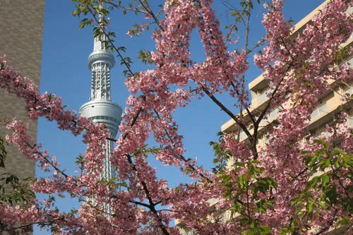 過去の様子です。