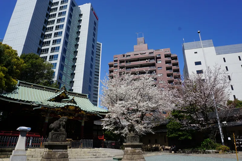 金王八幡宮の桜・花見情報_1