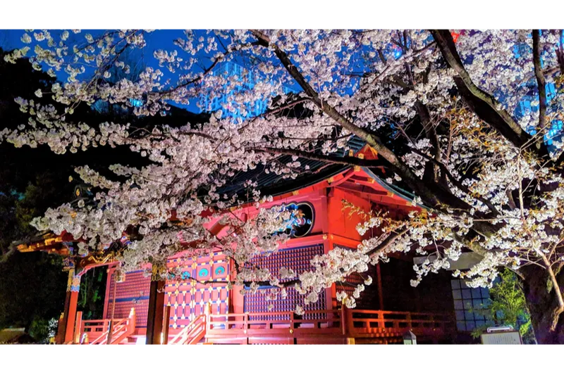 金王八幡宮の桜・花見情報_2