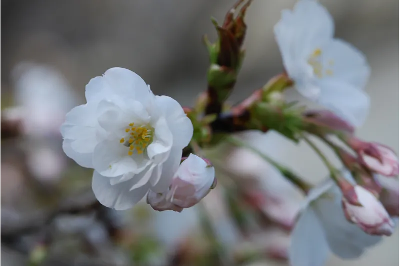 金王八幡宮の桜・花見情報_3