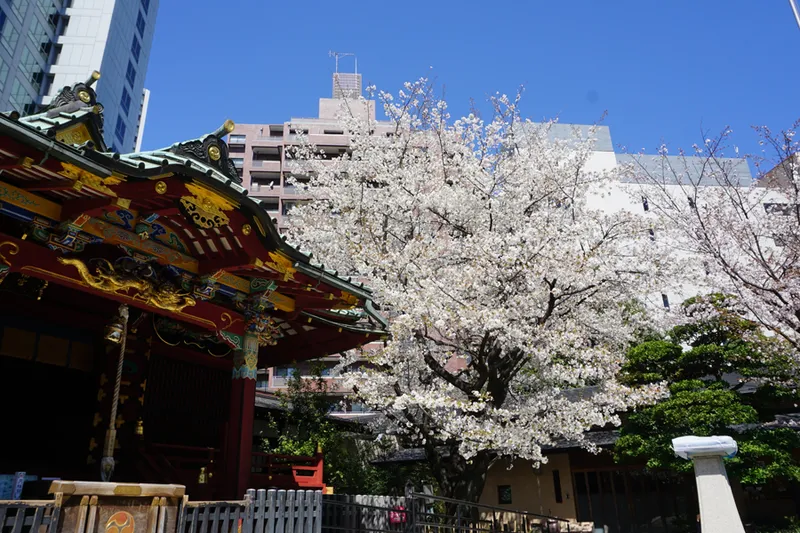 金王八幡宮の桜・花見情報_4