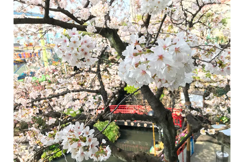 浅草花やしき_2