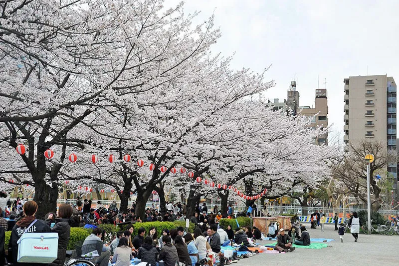 錦糸公園の桜・花見情報_1