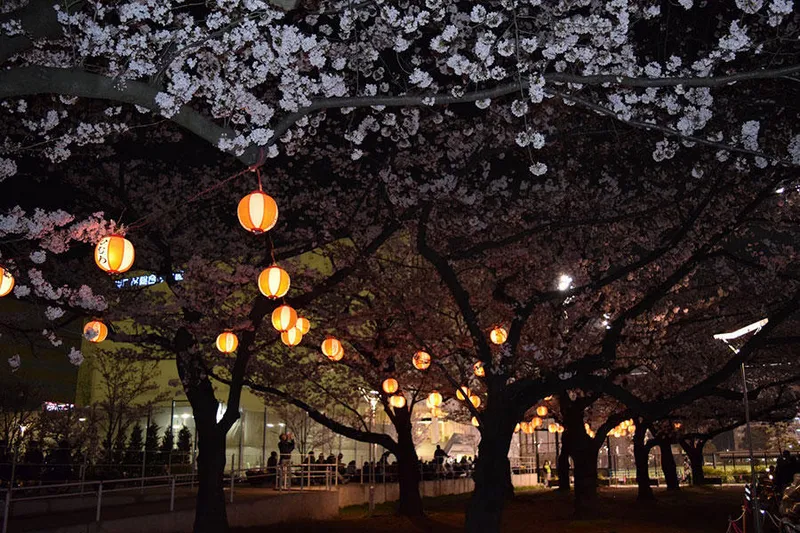錦糸公園の桜・花見情報_3