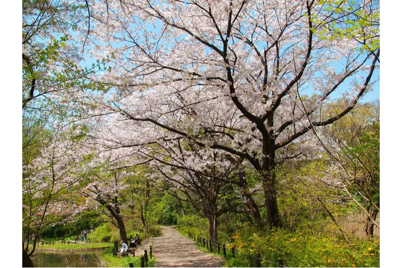 国立科学博物館附属自然教育園の桜・花見情報_2