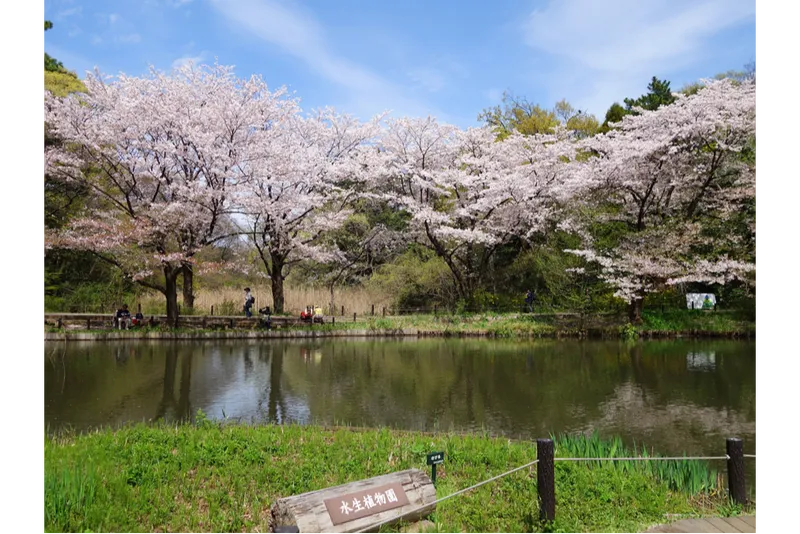 国立科学博物館附属自然教育園の桜・花見情報_3