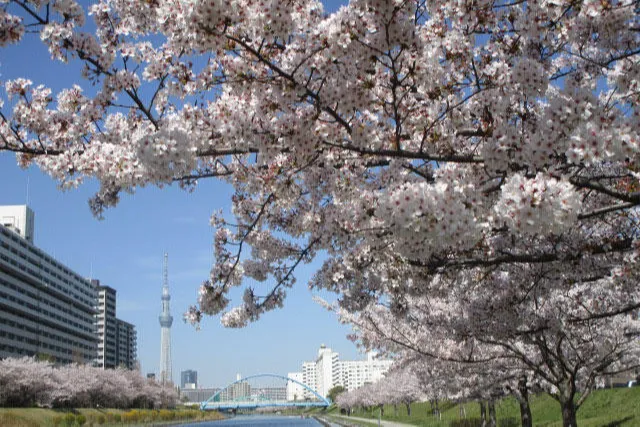 旧中川の桜・花見情報_1