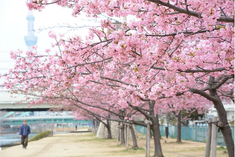 旧中川の桜・花見情報_2