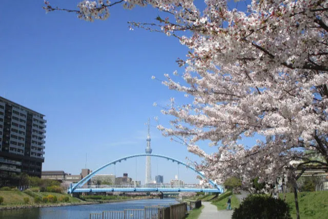 旧中川の桜・花見情報_3