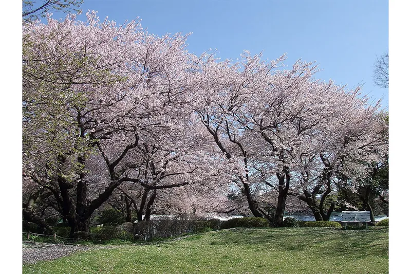 山手公園_1