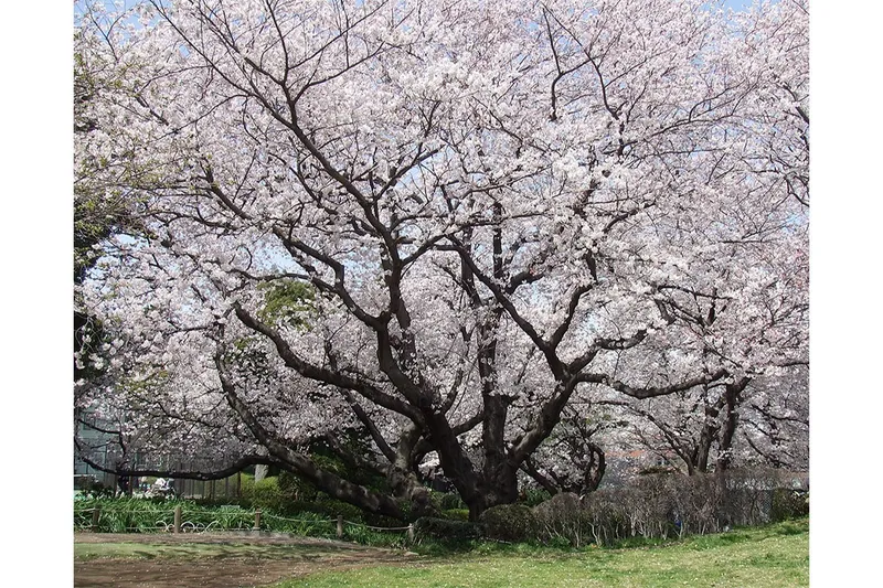 山手公園_2
