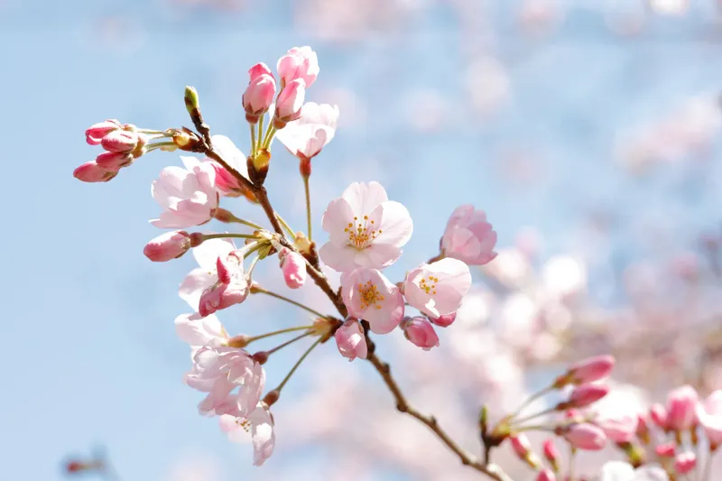 国立劇場の桜・花見情報_2
