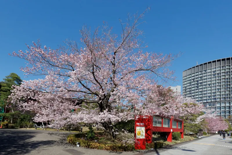 国立劇場の桜・花見情報_3