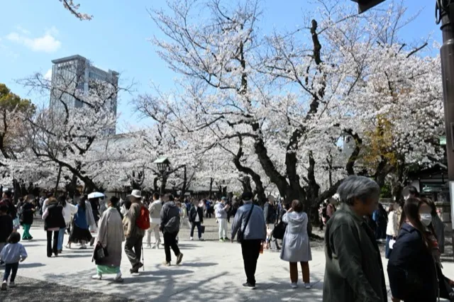 境内の桜
