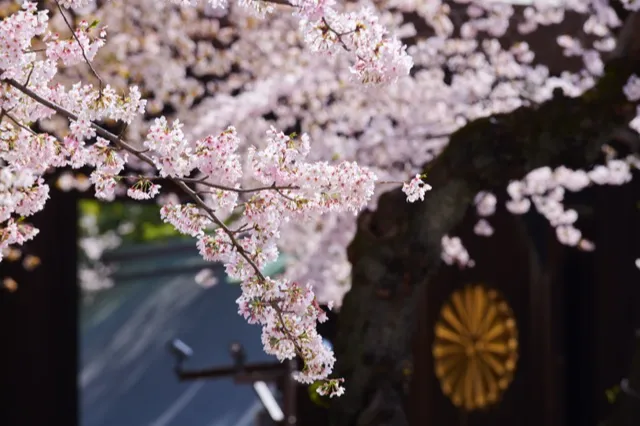 神門と桜