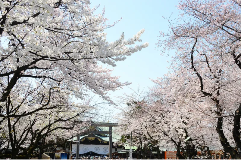 靖國神社の桜・花見情報_1