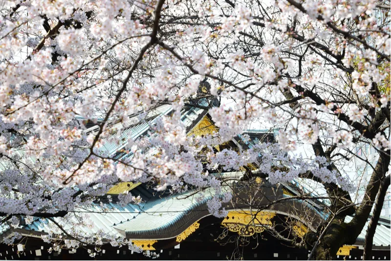 靖國神社の桜・花見情報_2