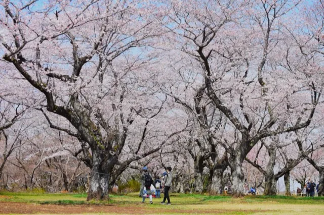 あけぼの山公園の桜・花見情報_1