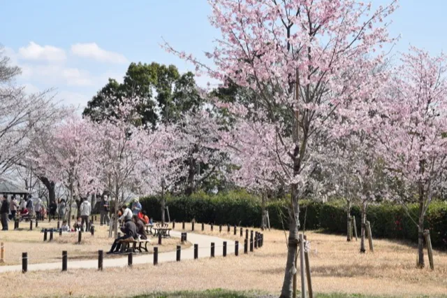 あけぼの山公園の桜・花見情報_2
