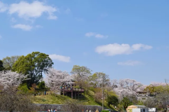 あけぼの山公園の桜・花見情報_3