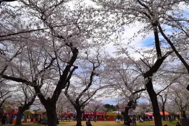 あけぼの山公園の桜・花見情報_4