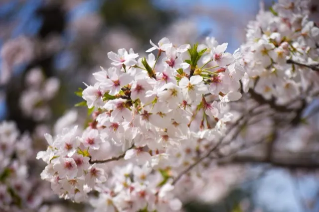 あけぼの山公園の桜・花見情報_5