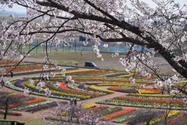 あけぼの山公園の桜・花見情報_6