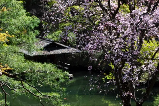 八芳園の桜・花見情報_2