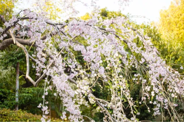 八芳園の桜・花見情報_3