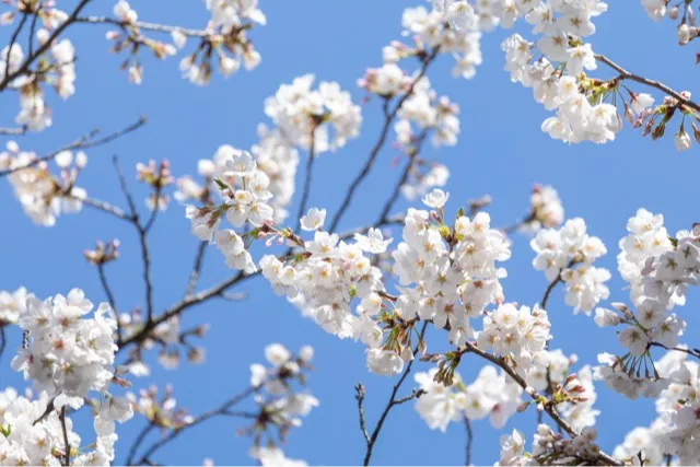 八芳園の桜・花見情報_4