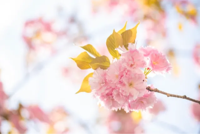 八芳園の桜・花見情報_5
