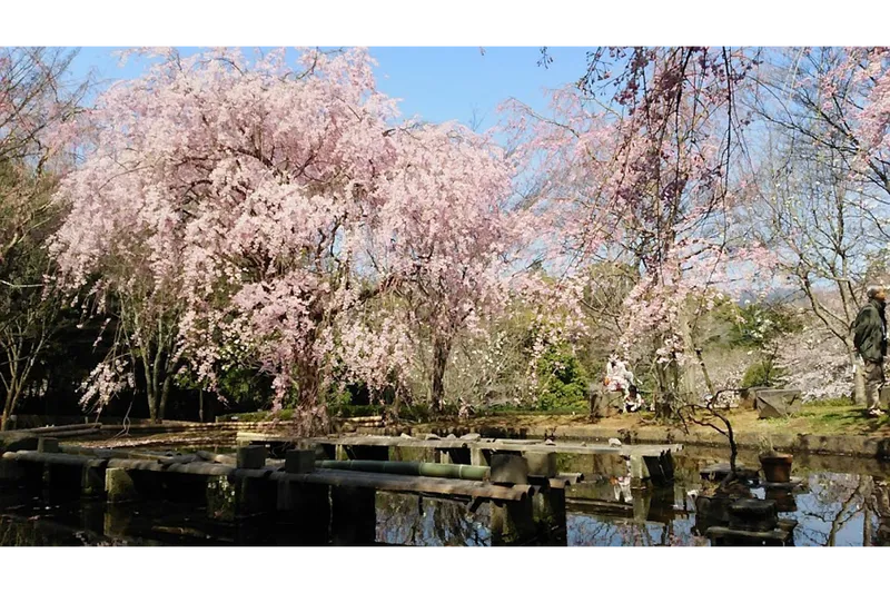 池と桜①