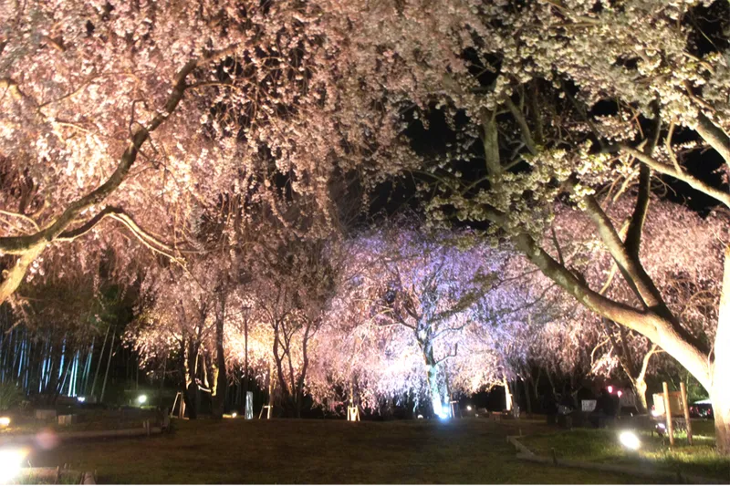 桜ライトアップ