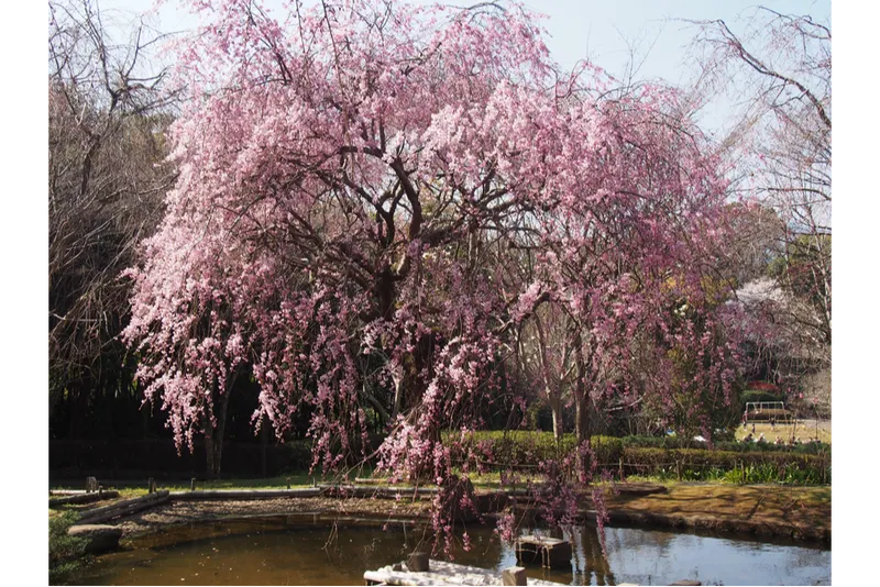 しだれ桜
