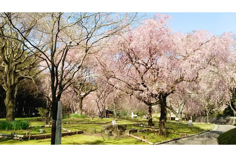 荒井城址公園の桜・花見情報_2